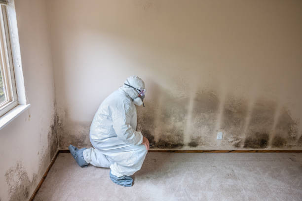 Sleepy Hollow Lake, NY Mold Inspection, Removal & Remediation Company